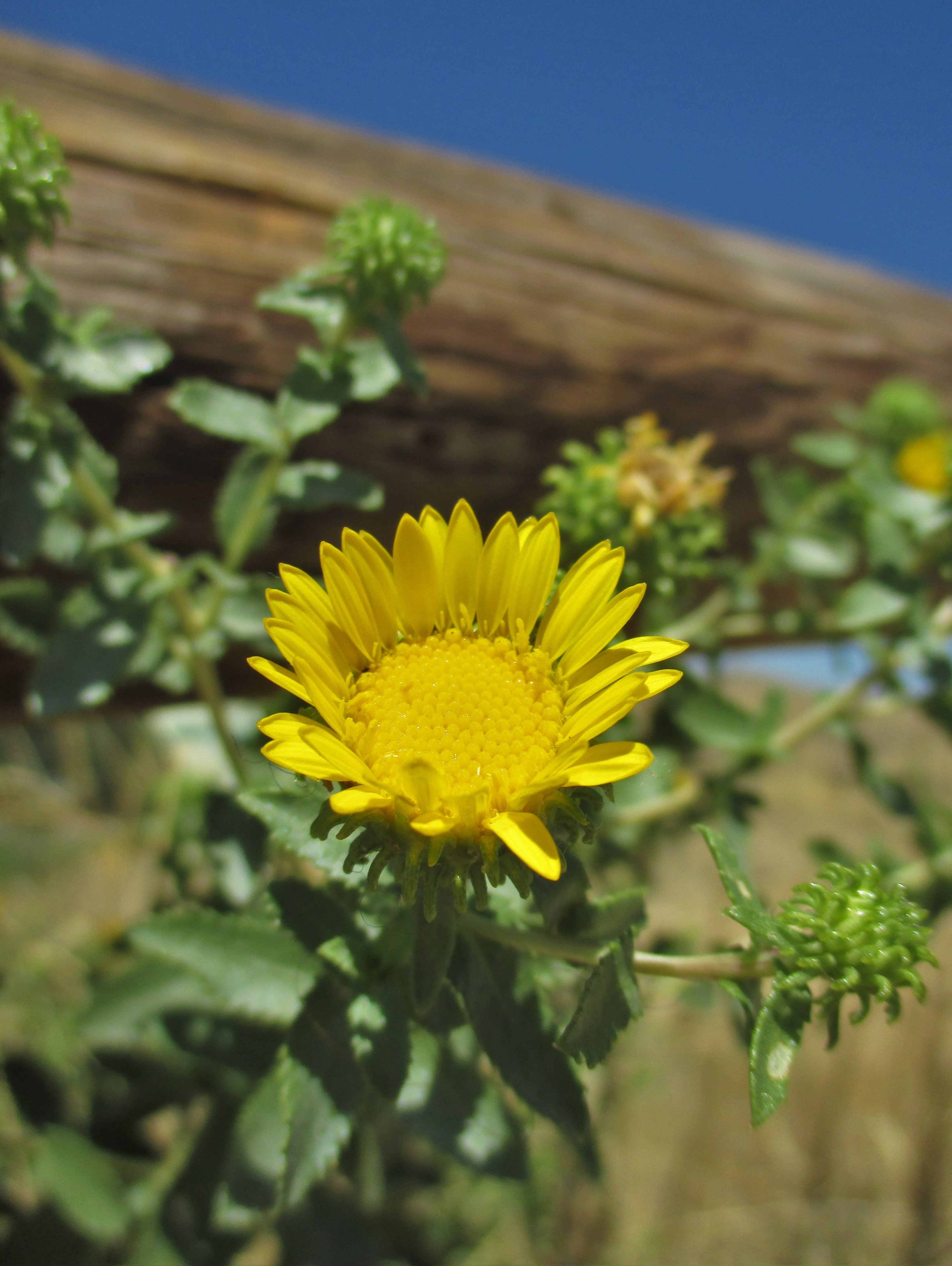 curly-cup-gum-weed-second-cropped