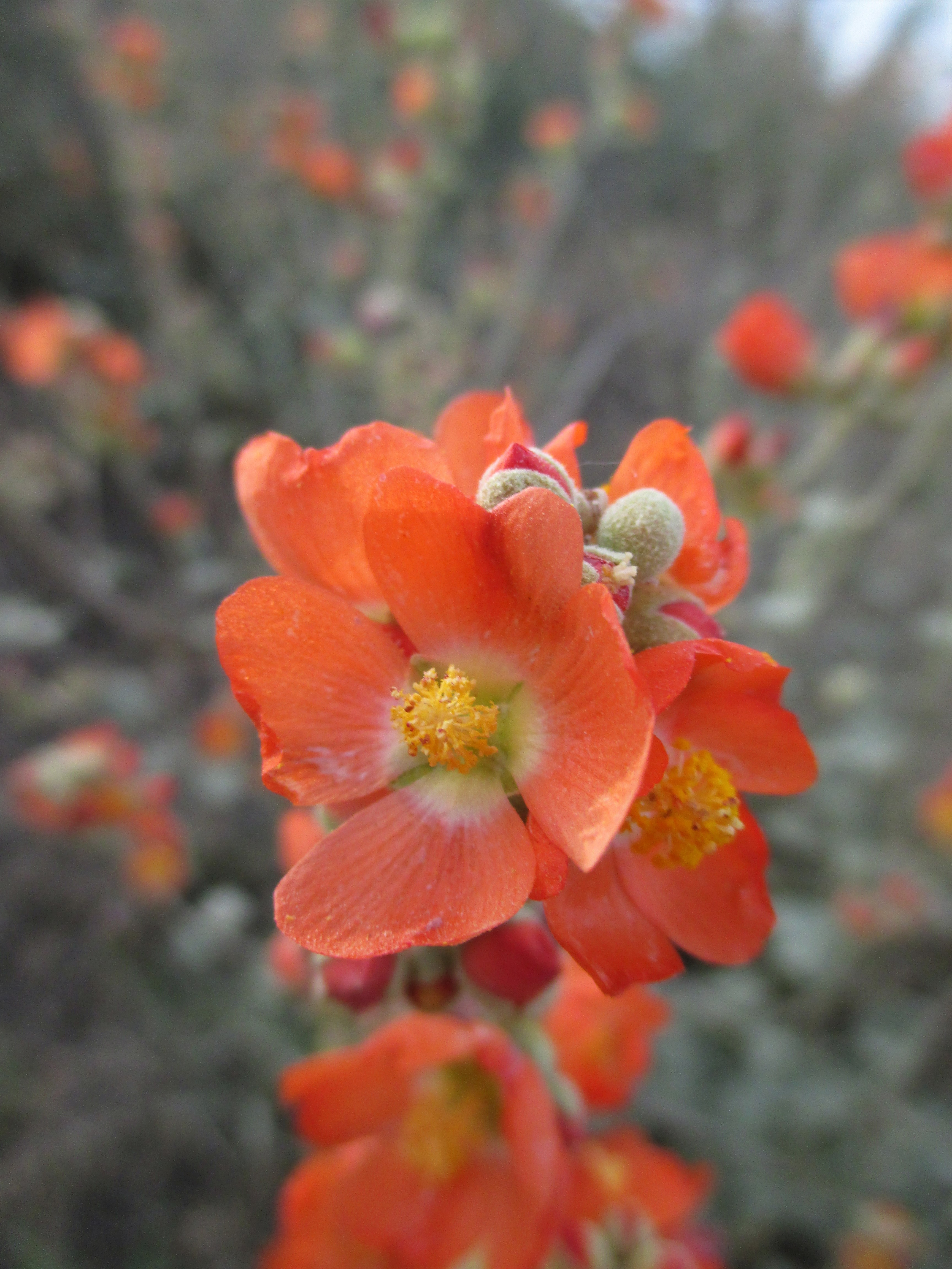 flowers-globemallow