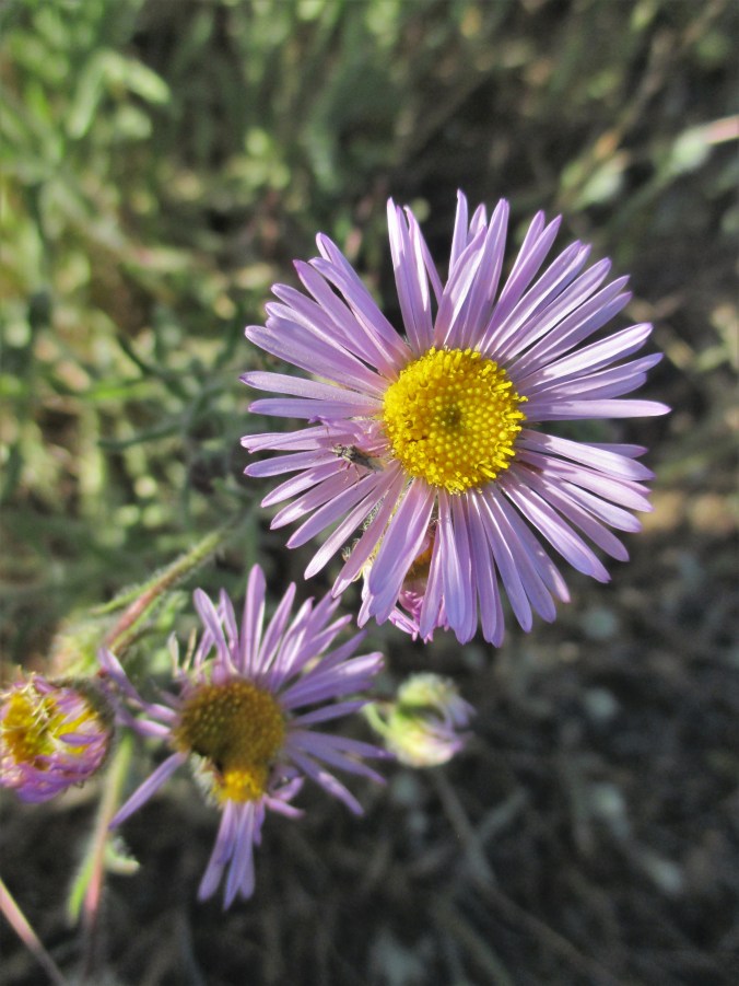 longleaf fleabane right right right