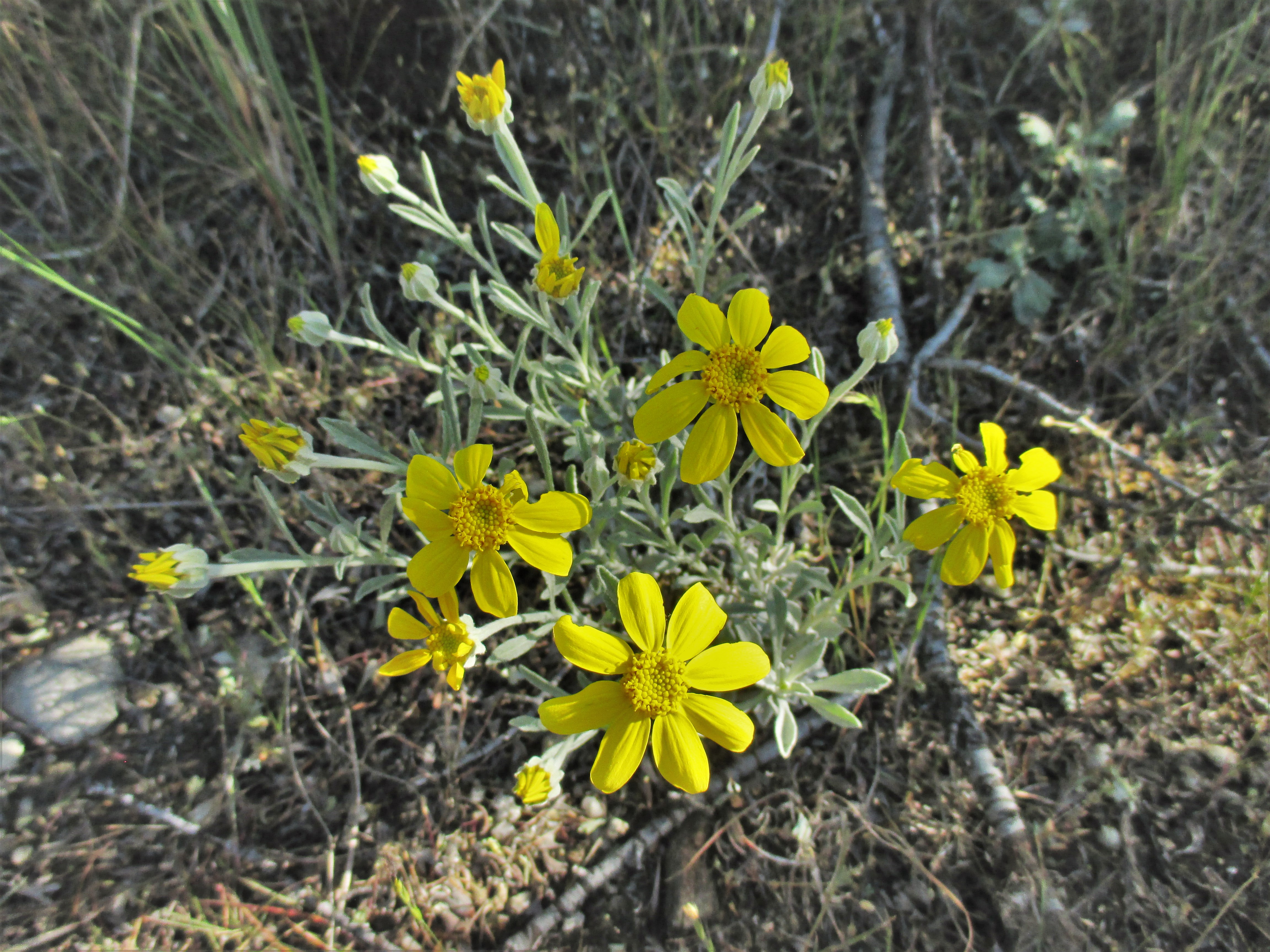common sunflower again so much better