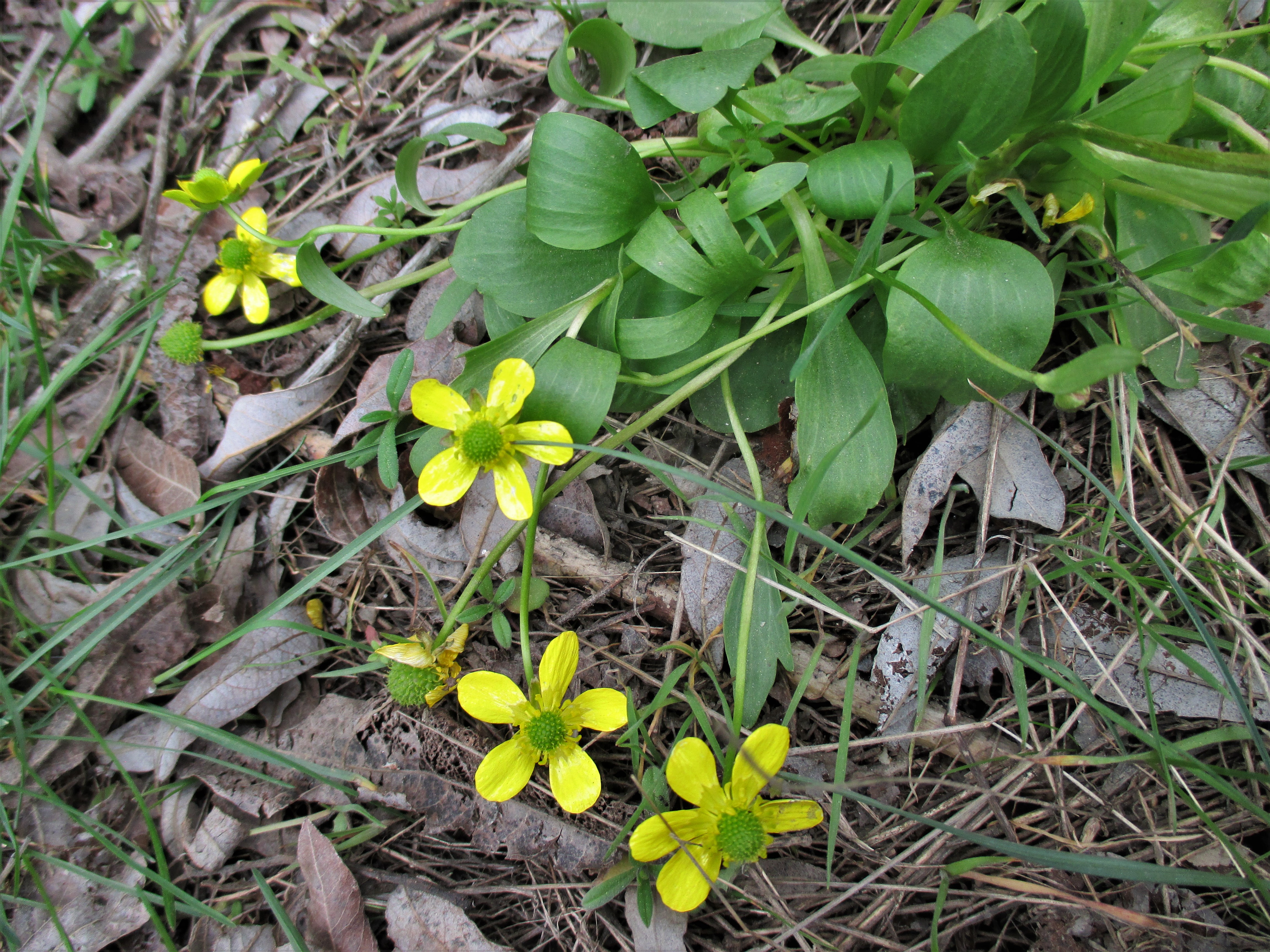 finally buttercup photo that works