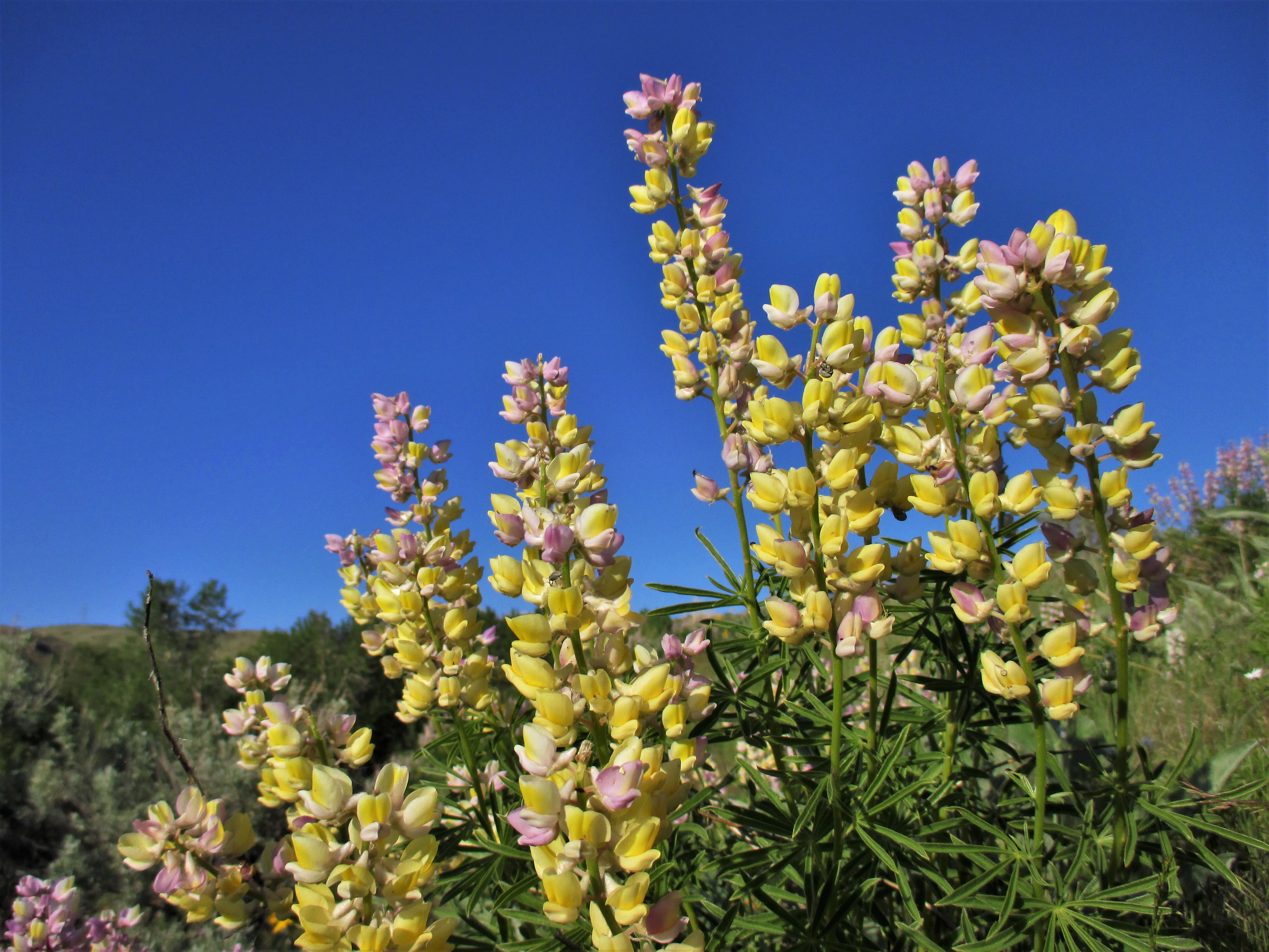 lupine of the flowy ocean