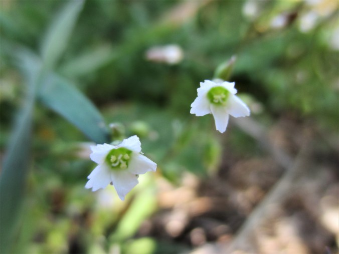 tiny flowers what the hell are they.jpg