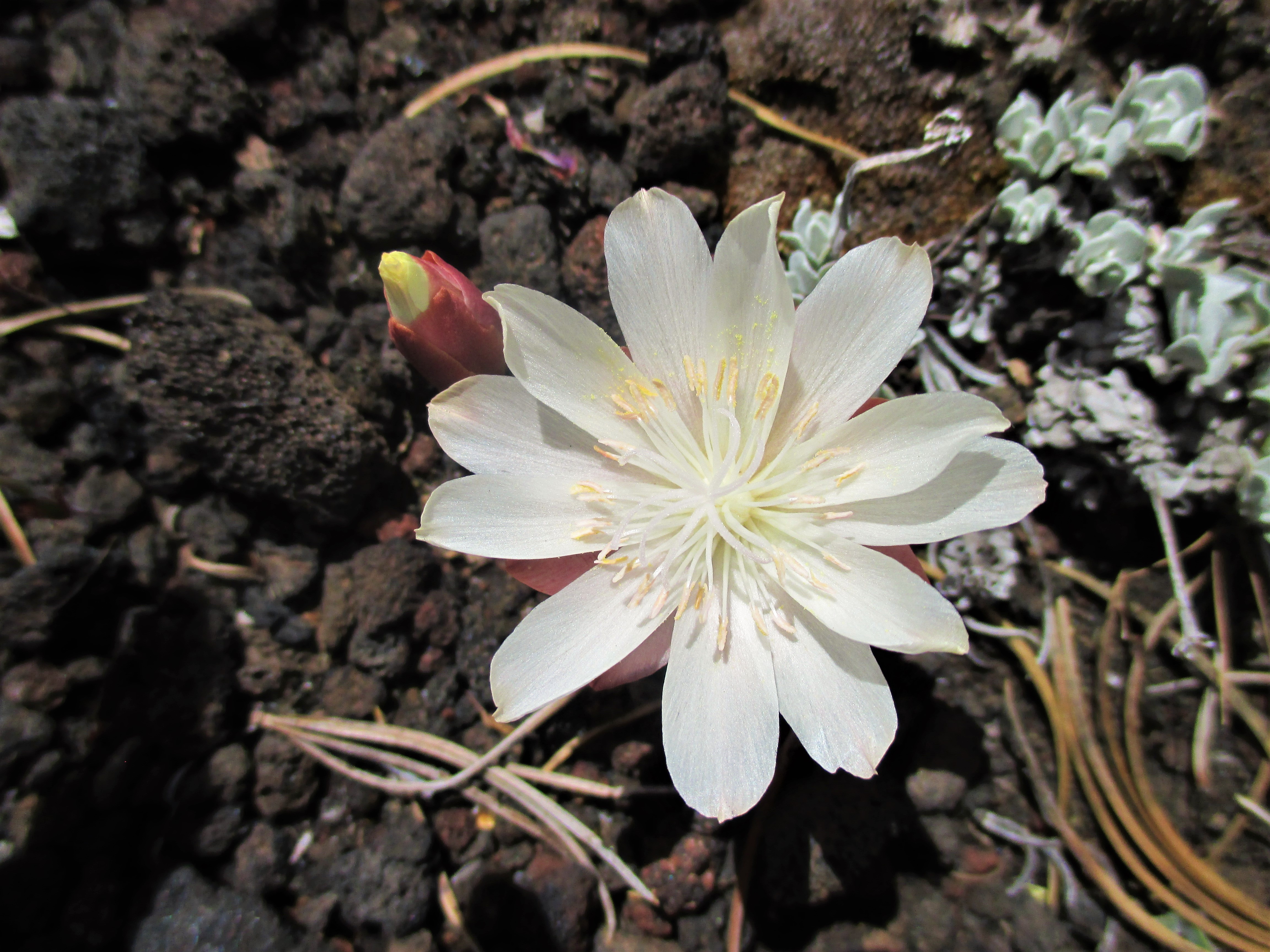 ww bitterroot again okay