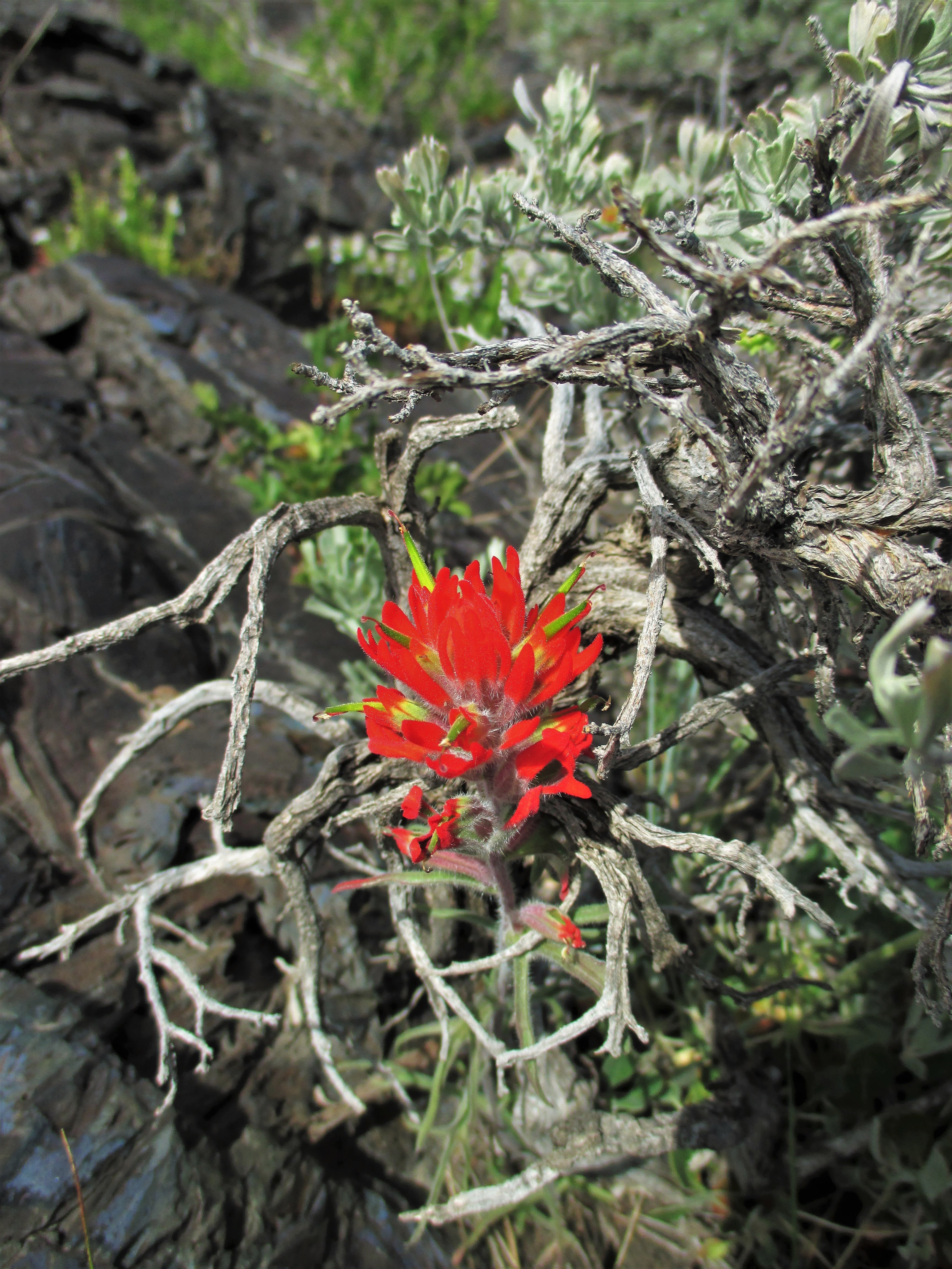 wwwww GGGGG Paintbrush 22222.jpg