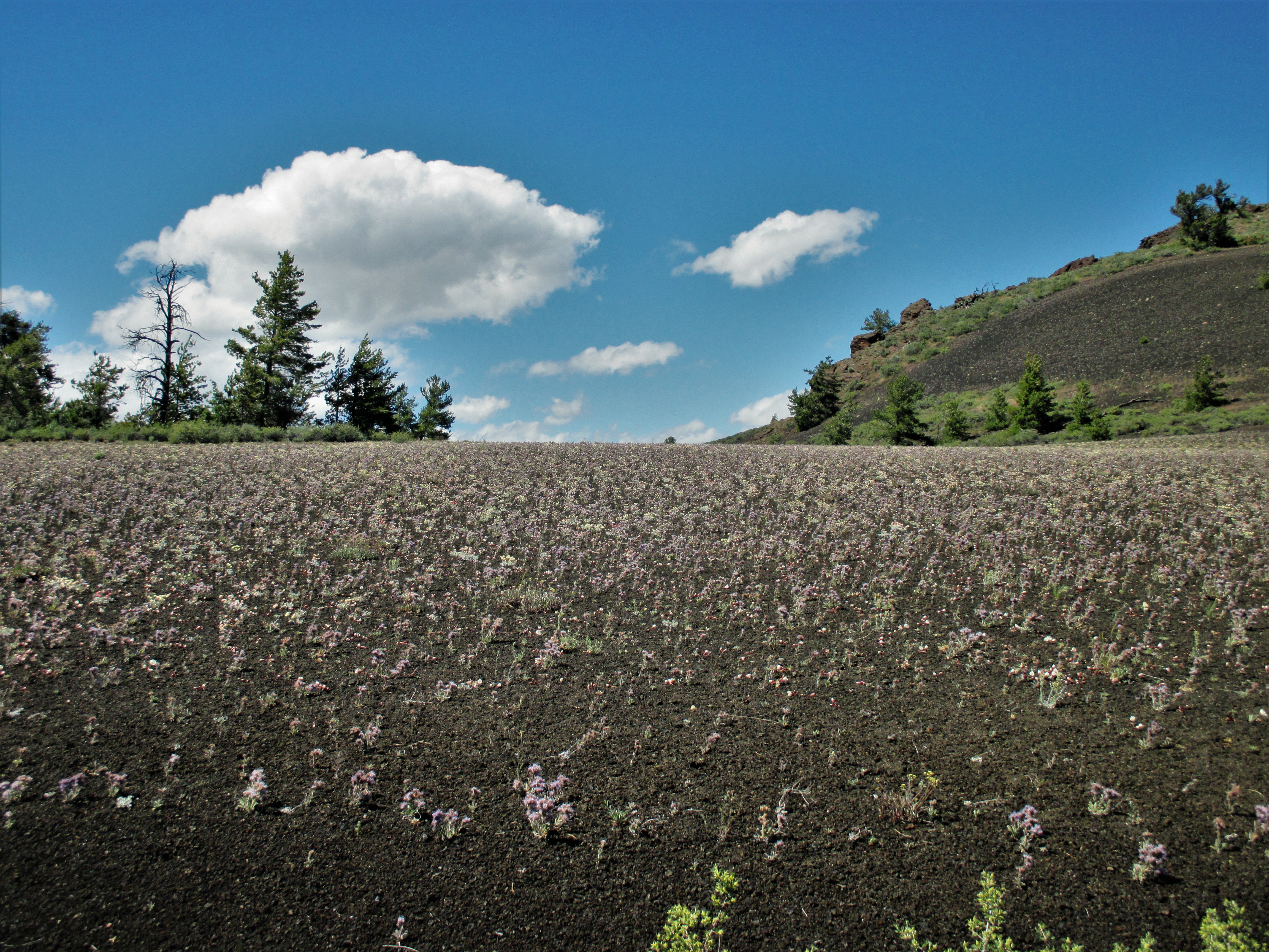 wwwwww cinder gardens yay.jpg