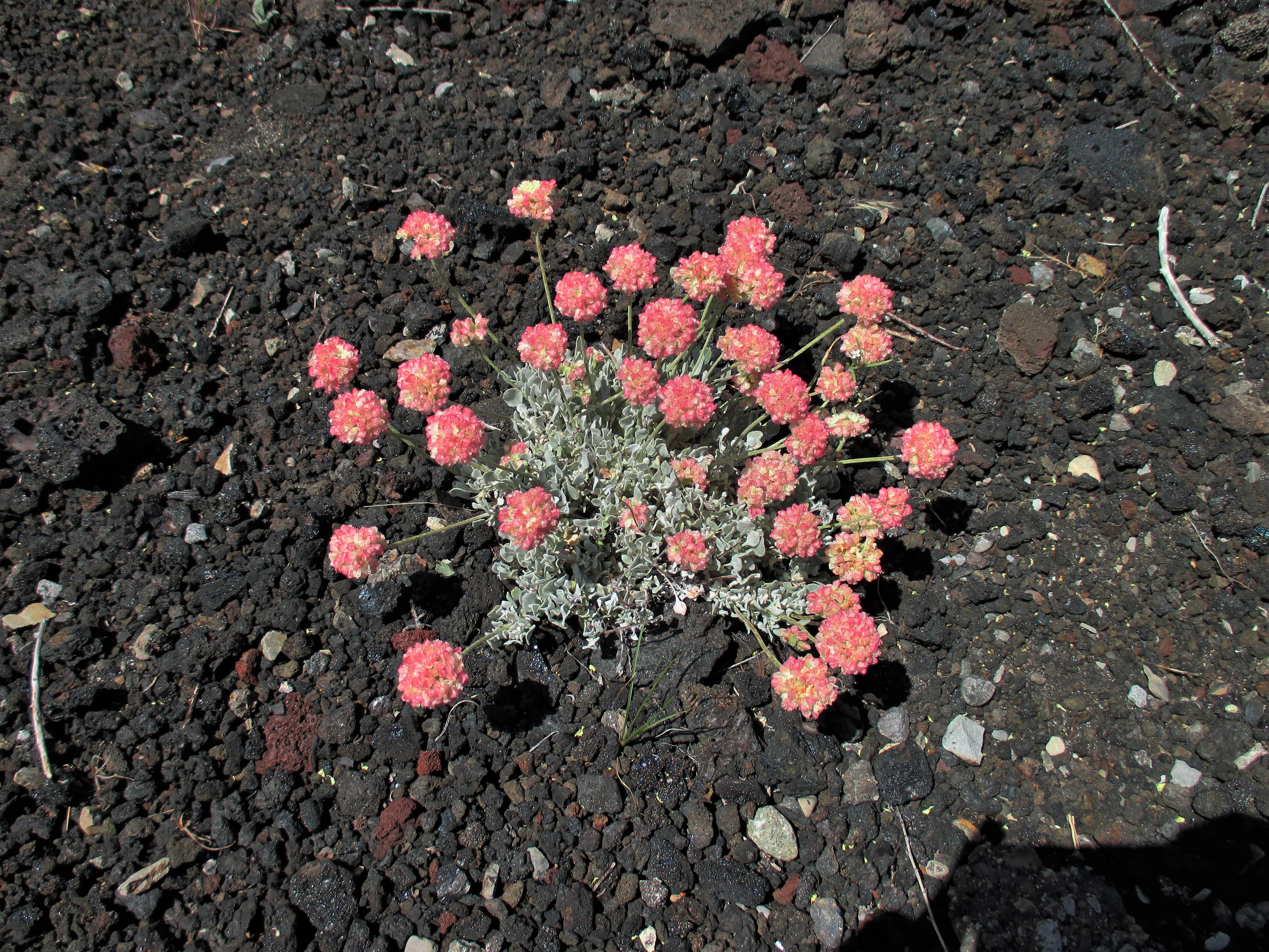 wwwwww Wildflower 3 Buckwheat.jpg