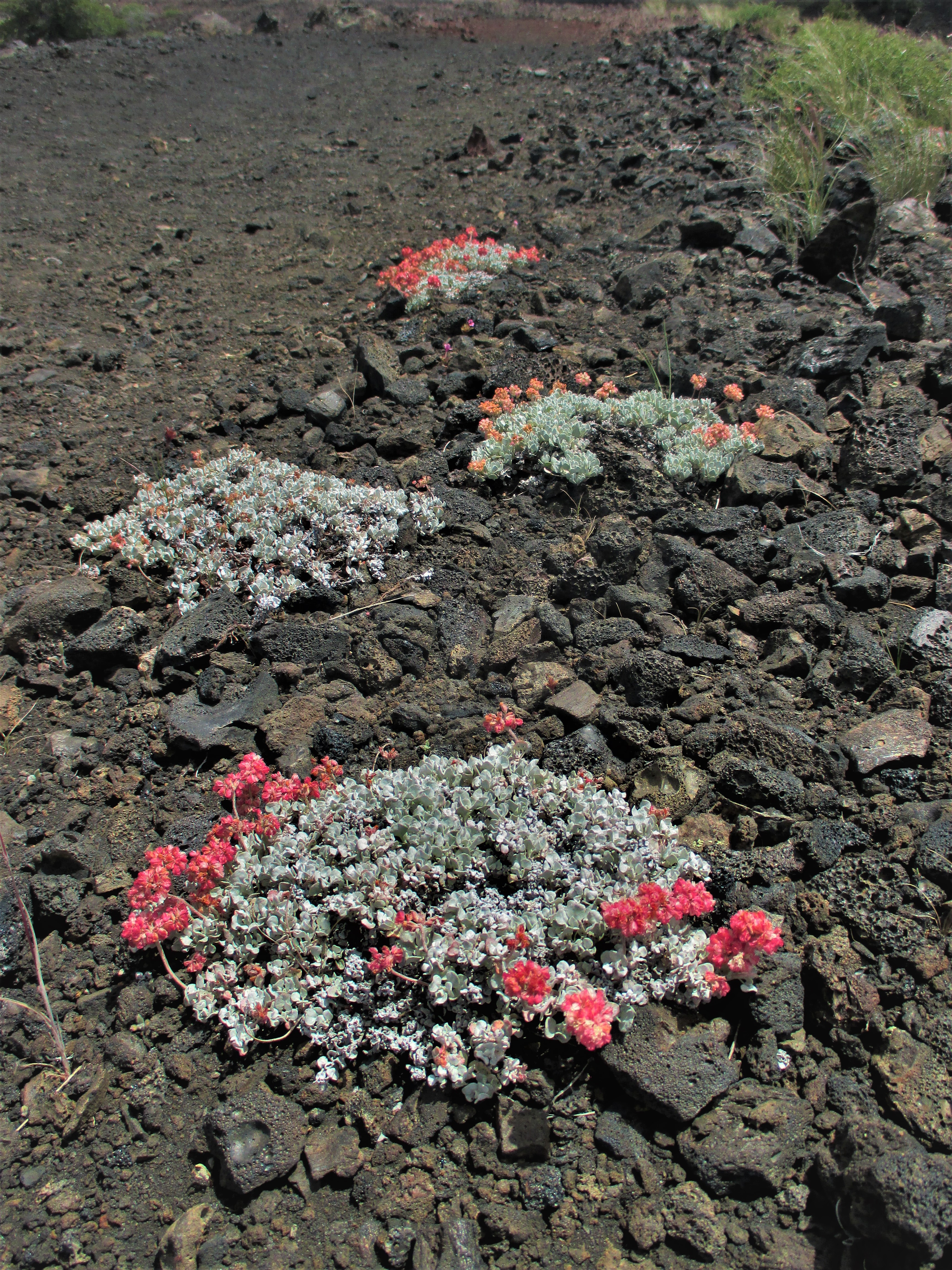 wwwwwww buckwheat many in a row