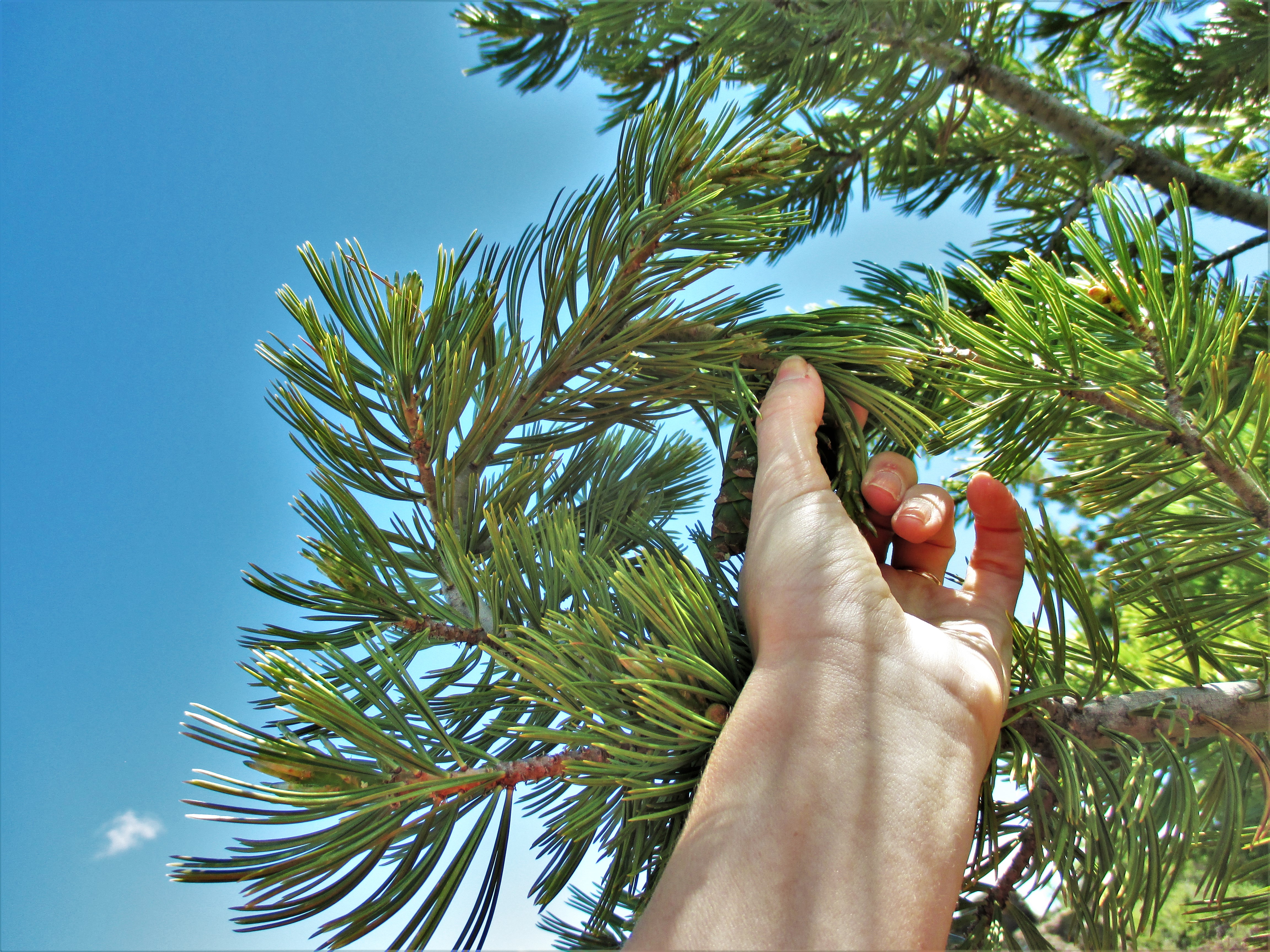 wwwwwww circley linber pine.jpg