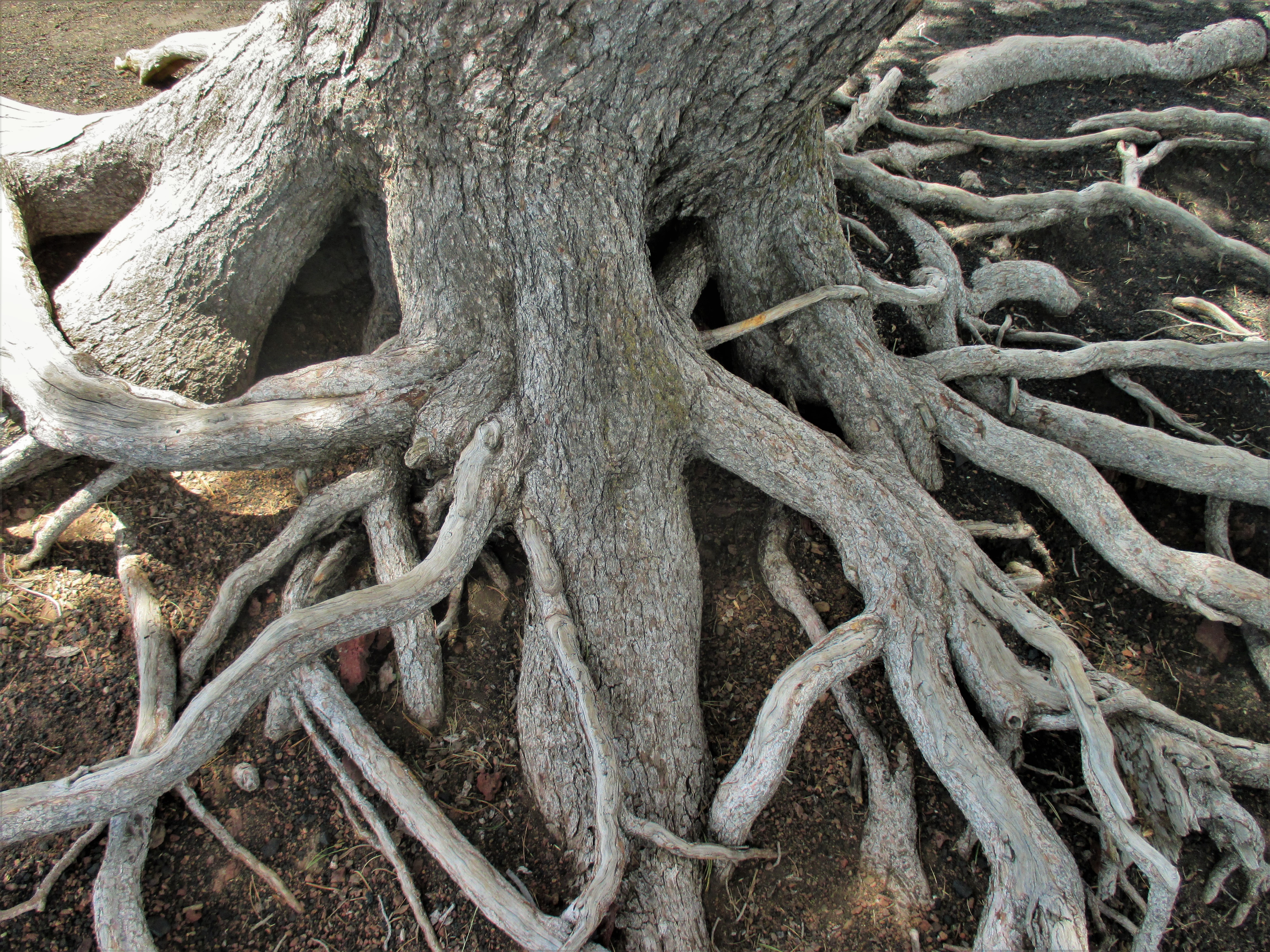 wwwwwww tree roots like angry squid strangling a woman.jpg