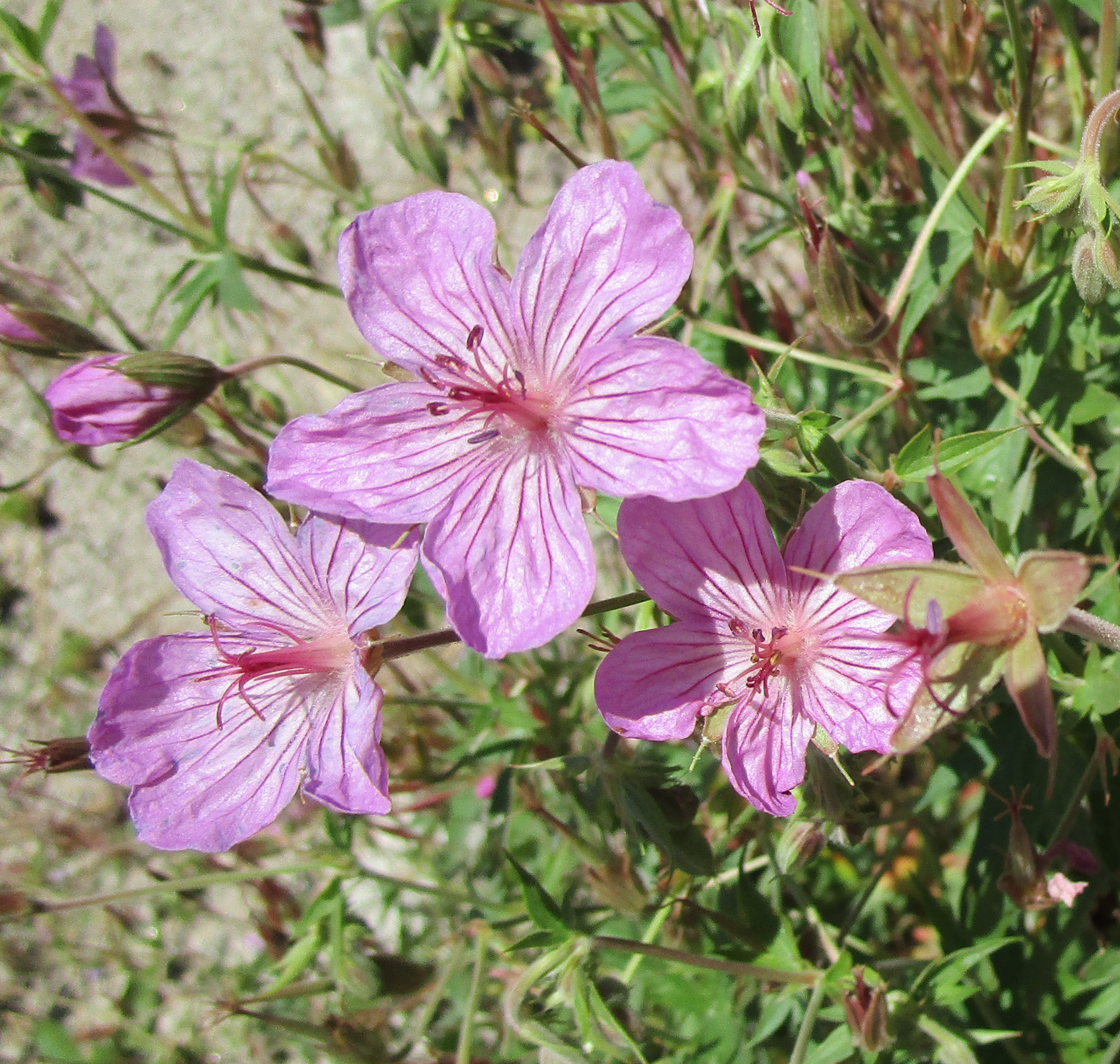 sticky-geranium-the-best-tiny
